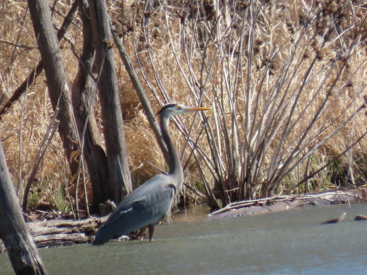 Great Blue Heron - ML646877706