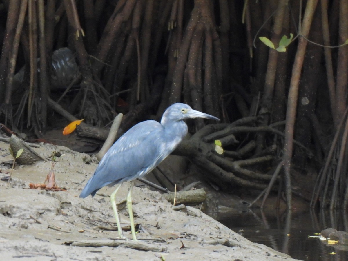 Little Blue Heron - ML646877707