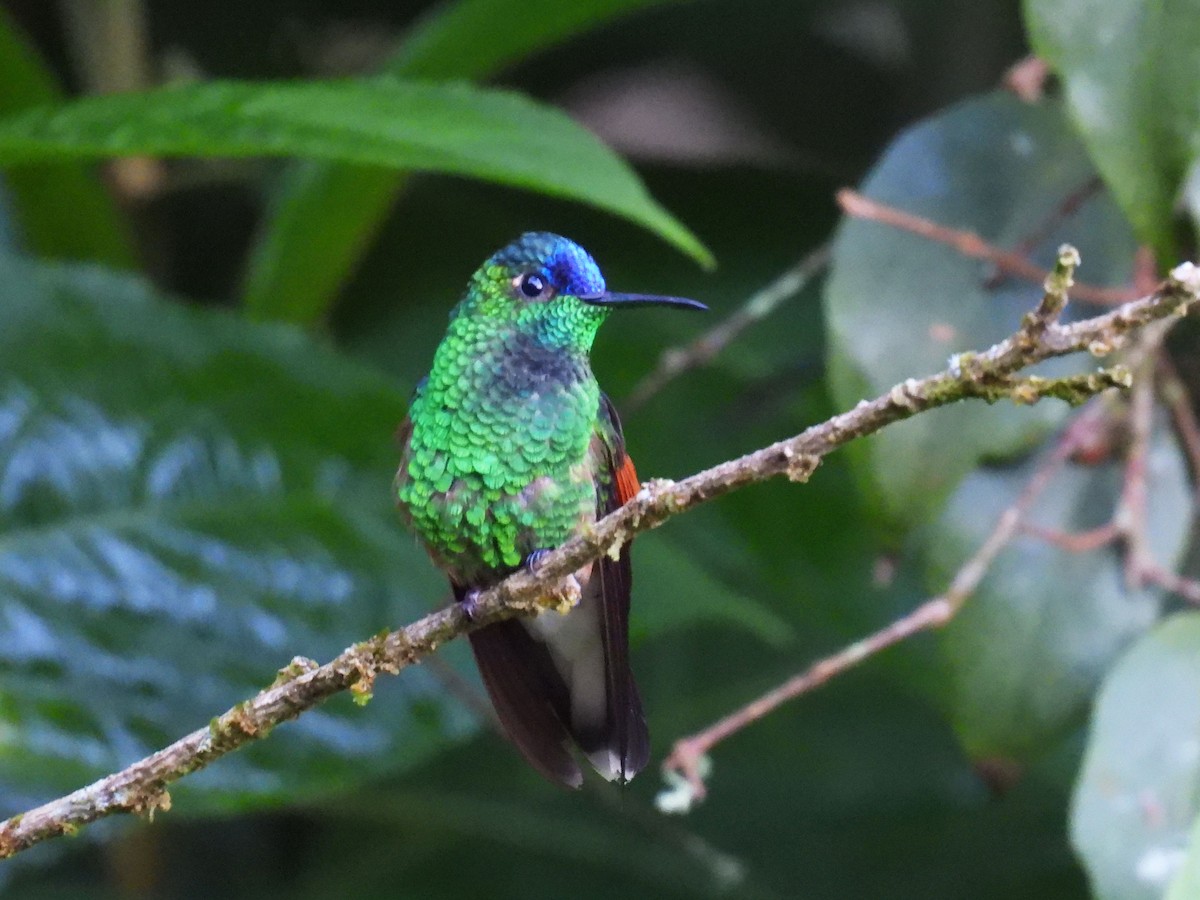 Blue-capped Hummingbird - ML646877708