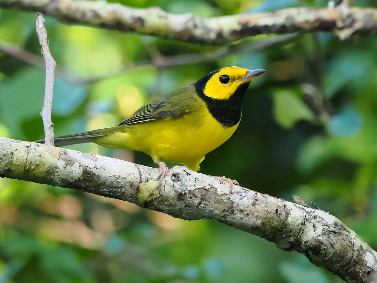 Hooded Warbler - ML646877709