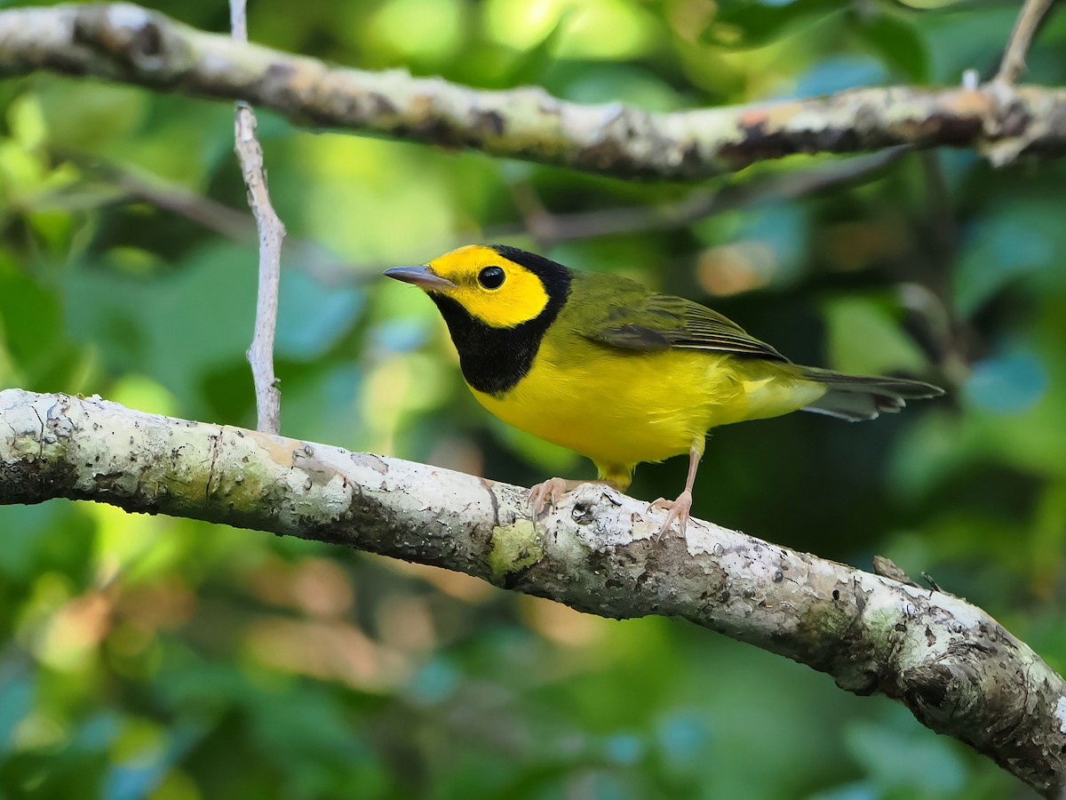 Hooded Warbler - ML646877710