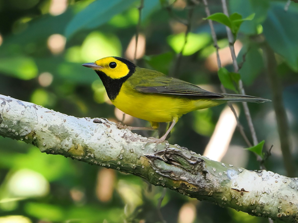 Hooded Warbler - ML646877711