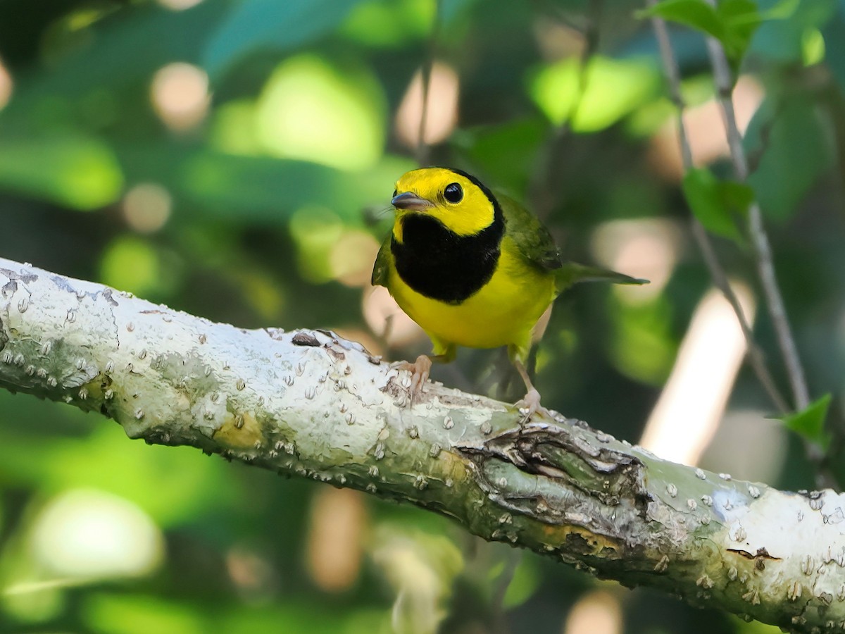 Hooded Warbler - ML646877712