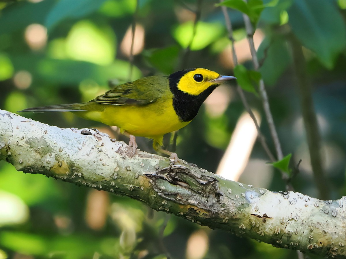 Hooded Warbler - ML646877713