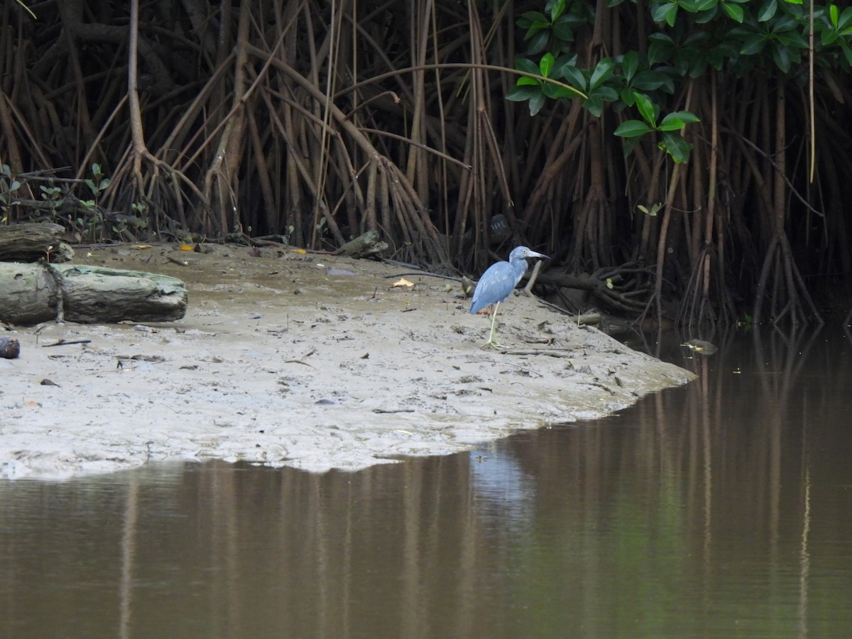 Little Blue Heron - ML646877714