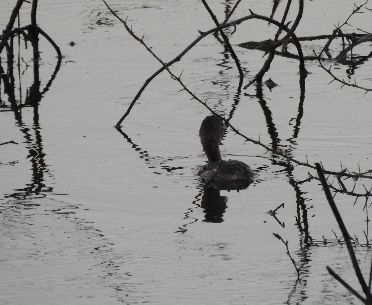 Pied-billed Grebe - ML646877715