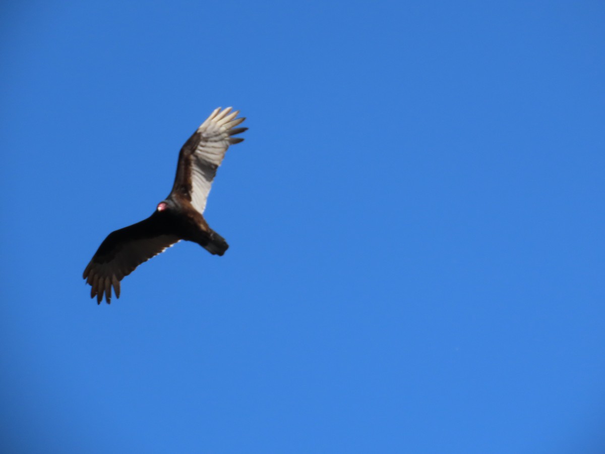 Turkey Vulture - ML646877718