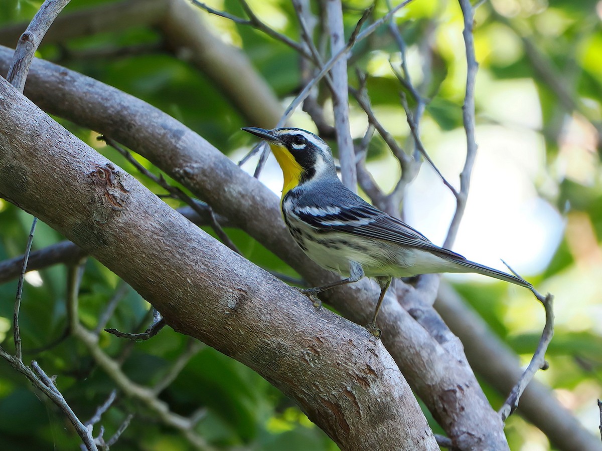 Yellow-throated Warbler - ML646877719