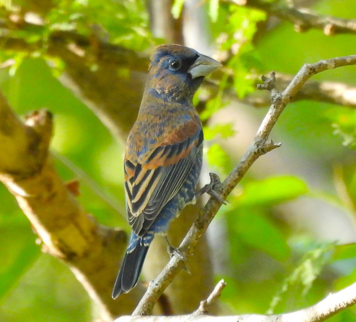 Mavi Çinte - ML646877721