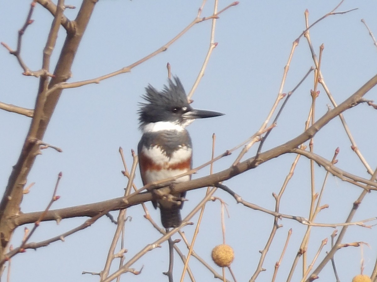 rybařík pruhoprsý - ML646877722