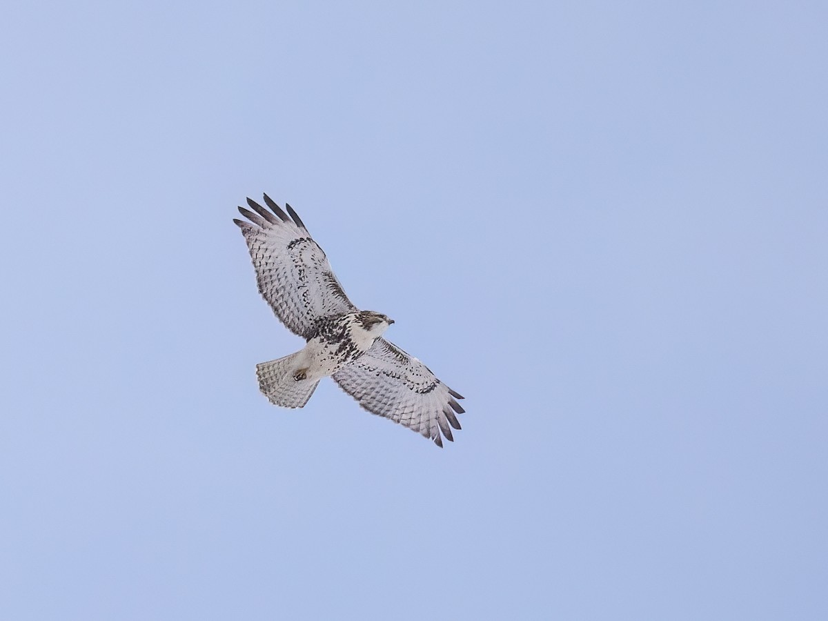 Red-tailed Hawk - ML646877723