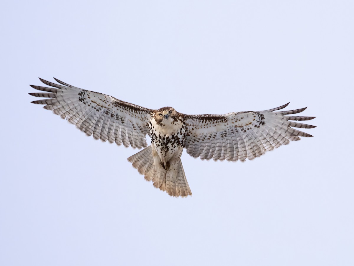 Red-tailed Hawk - ML646877724