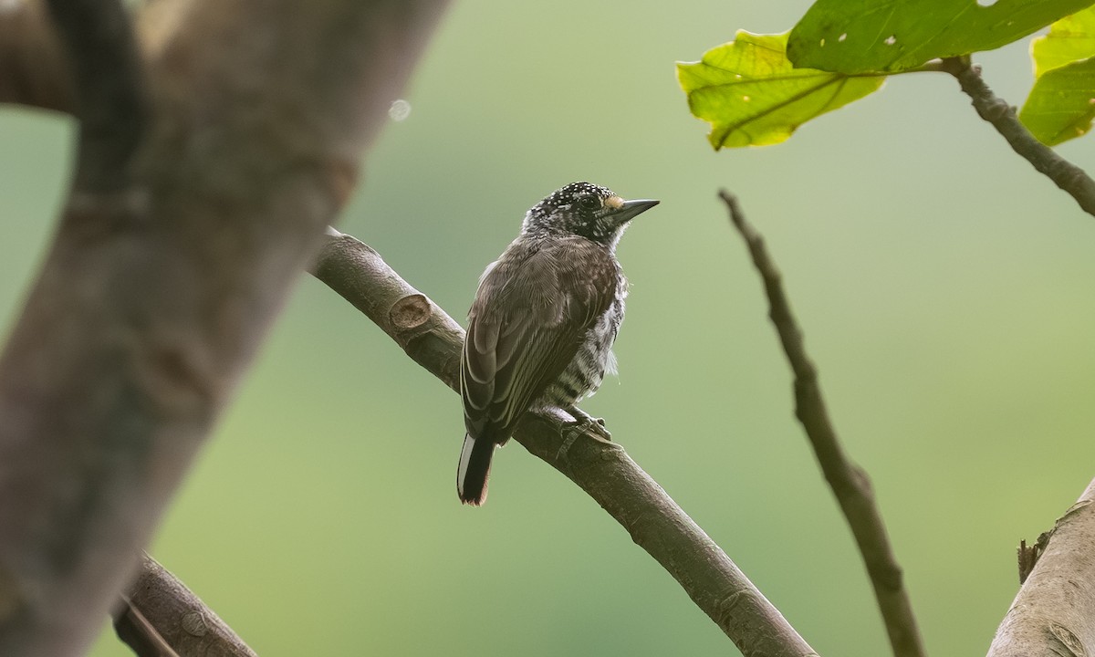 Zebra Kakancığı - ML646877725