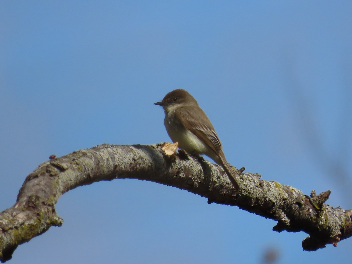 gråfibi - ML646877726