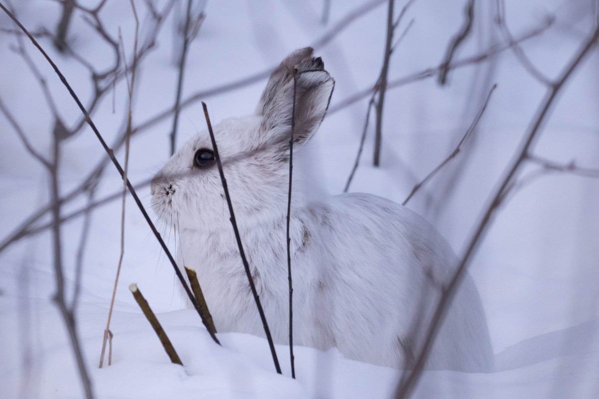 Snowshoe Hare - ML646877727