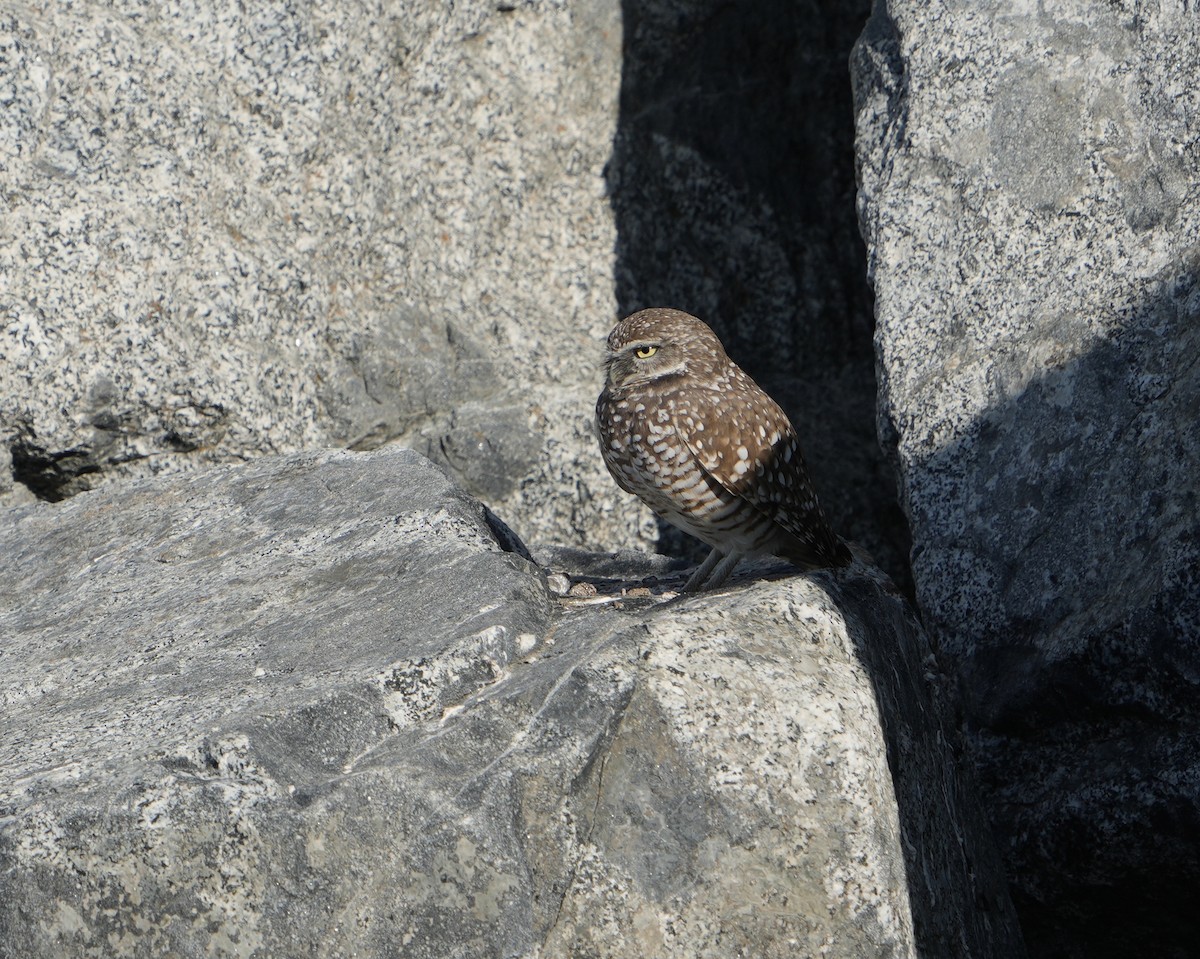 Burrowing Owl - ML646877729