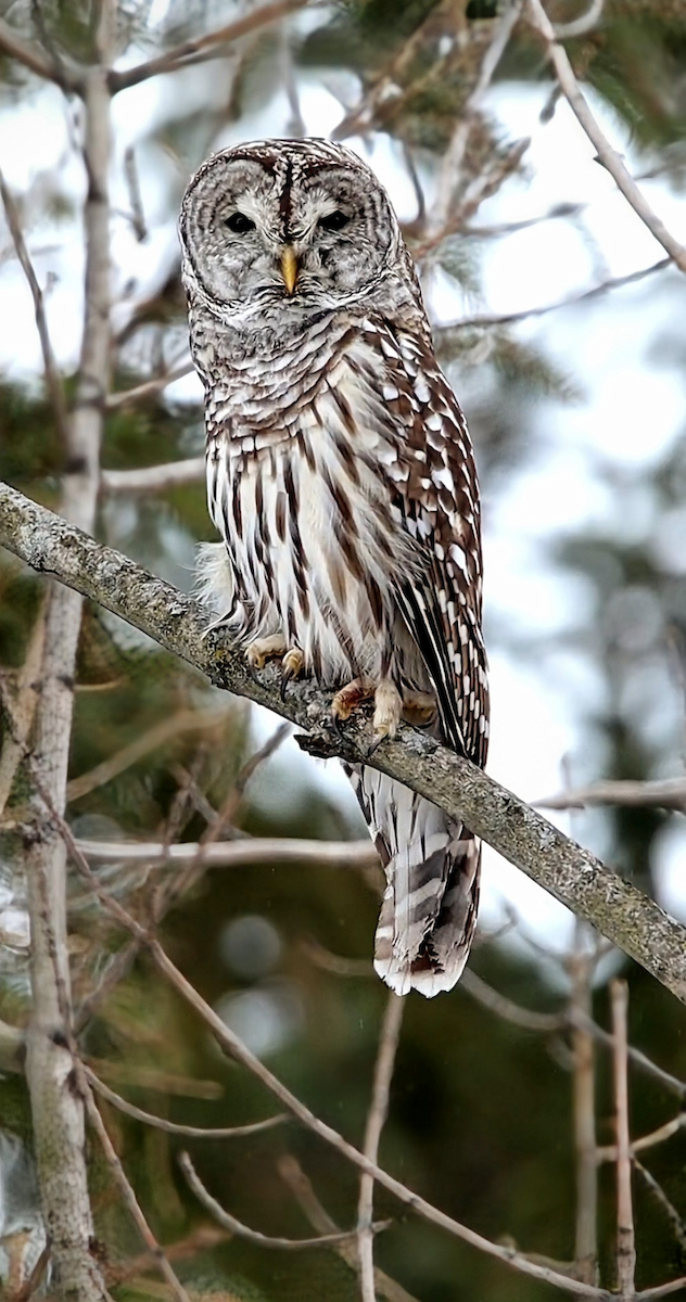 Barred Owl - ML646877730