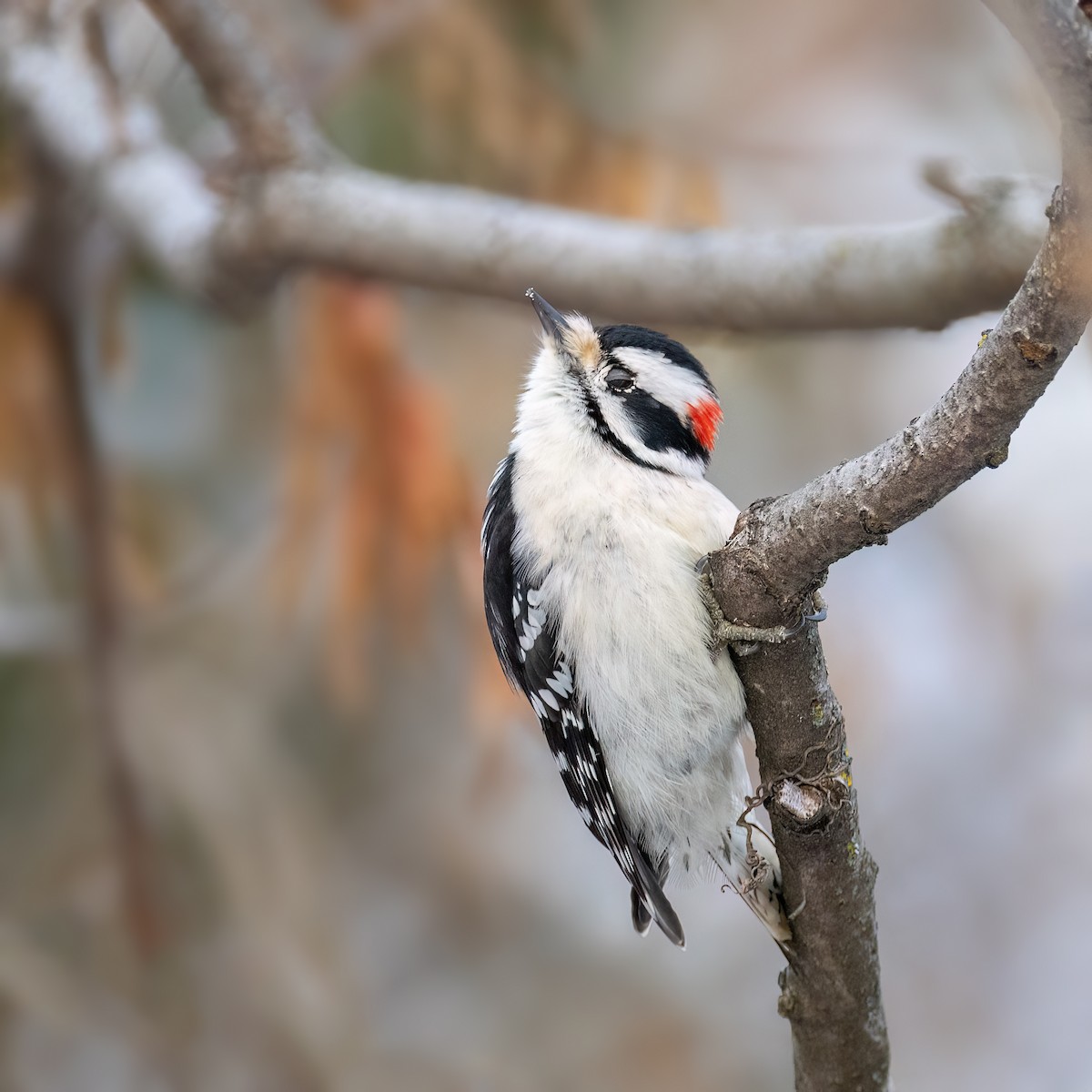 Downy Woodpecker - ML646877733