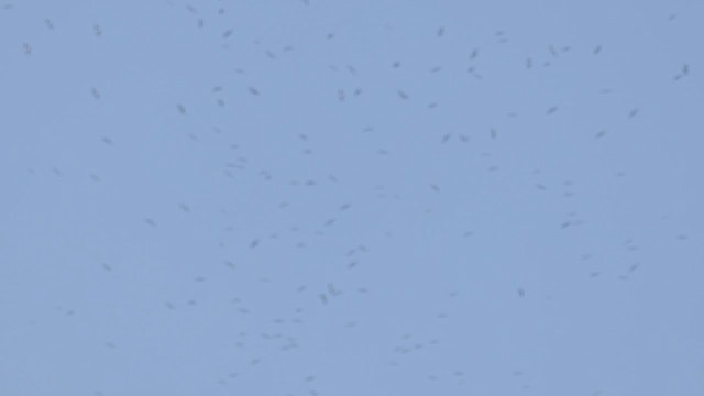 Rondone maggiore - ML646877734