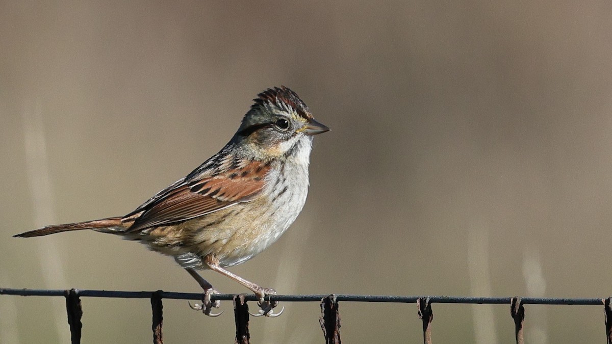 Swamp Sparrow - ML646877736