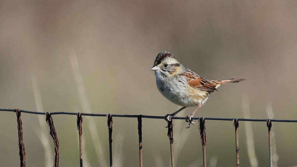 Swamp Sparrow - ML646877737