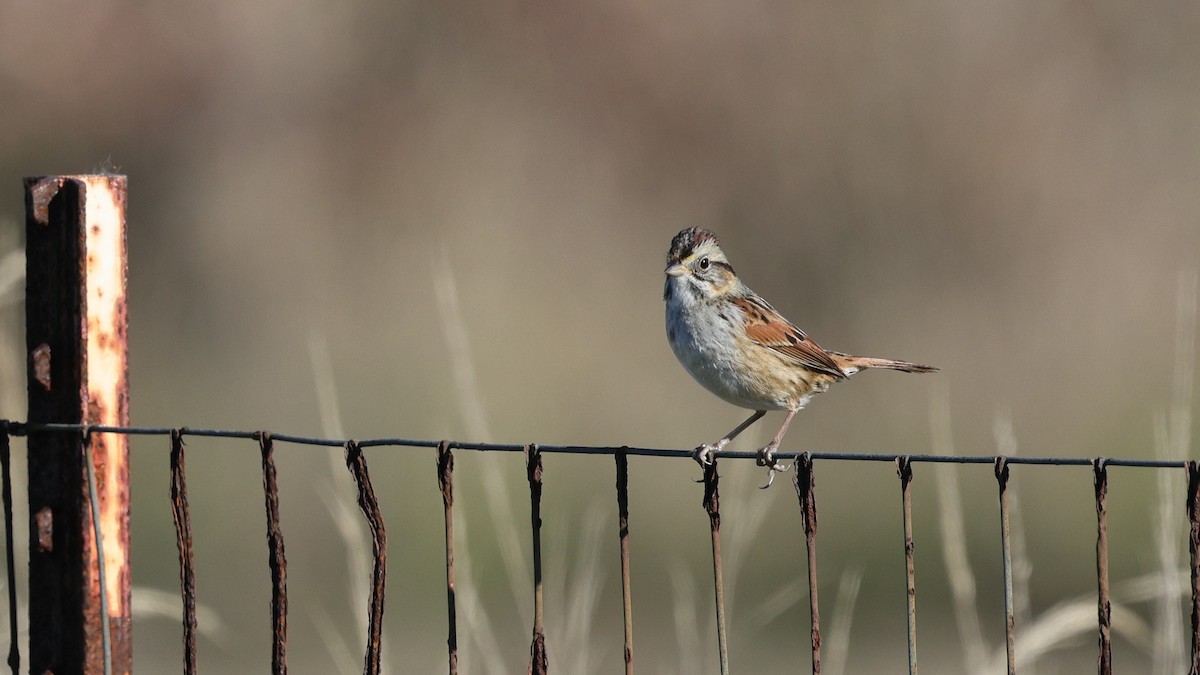 Swamp Sparrow - ML646877738