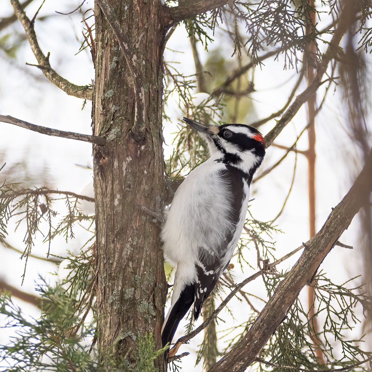 Hairy Woodpecker - ML646877740