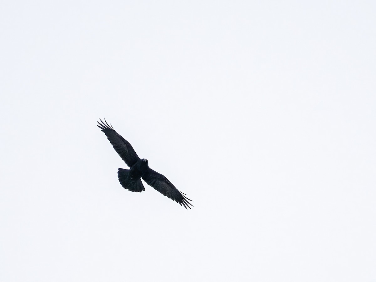 American Crow - ML646877744