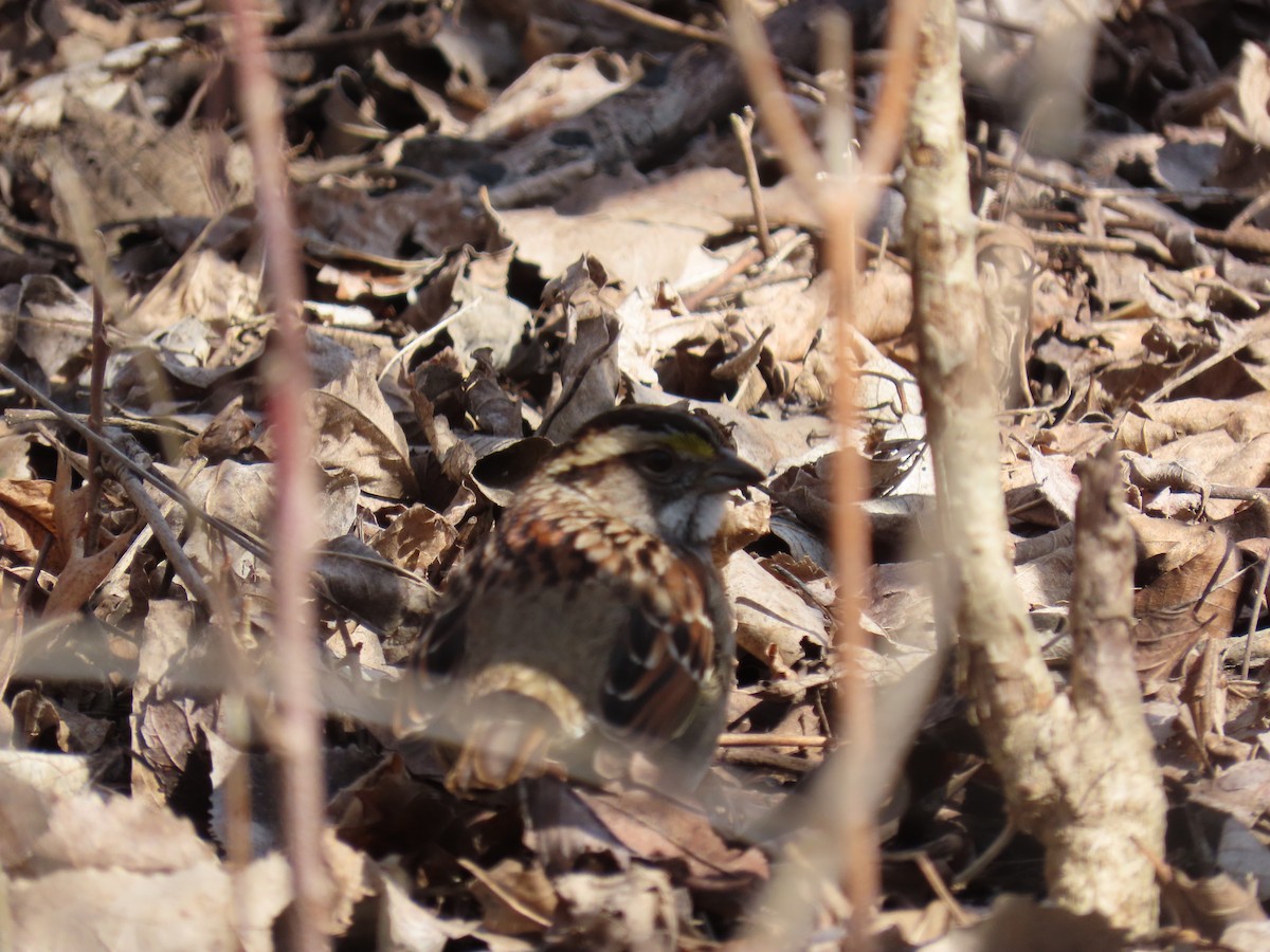 White-throated Sparrow - ML646877747