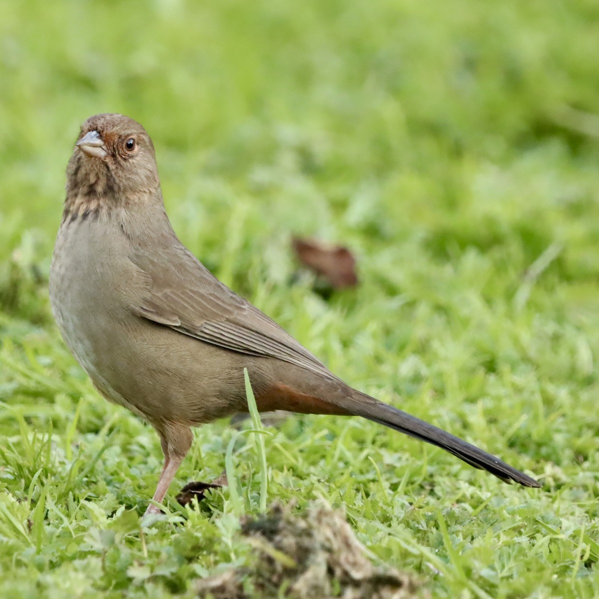 Tohi de Californie - ML646877748