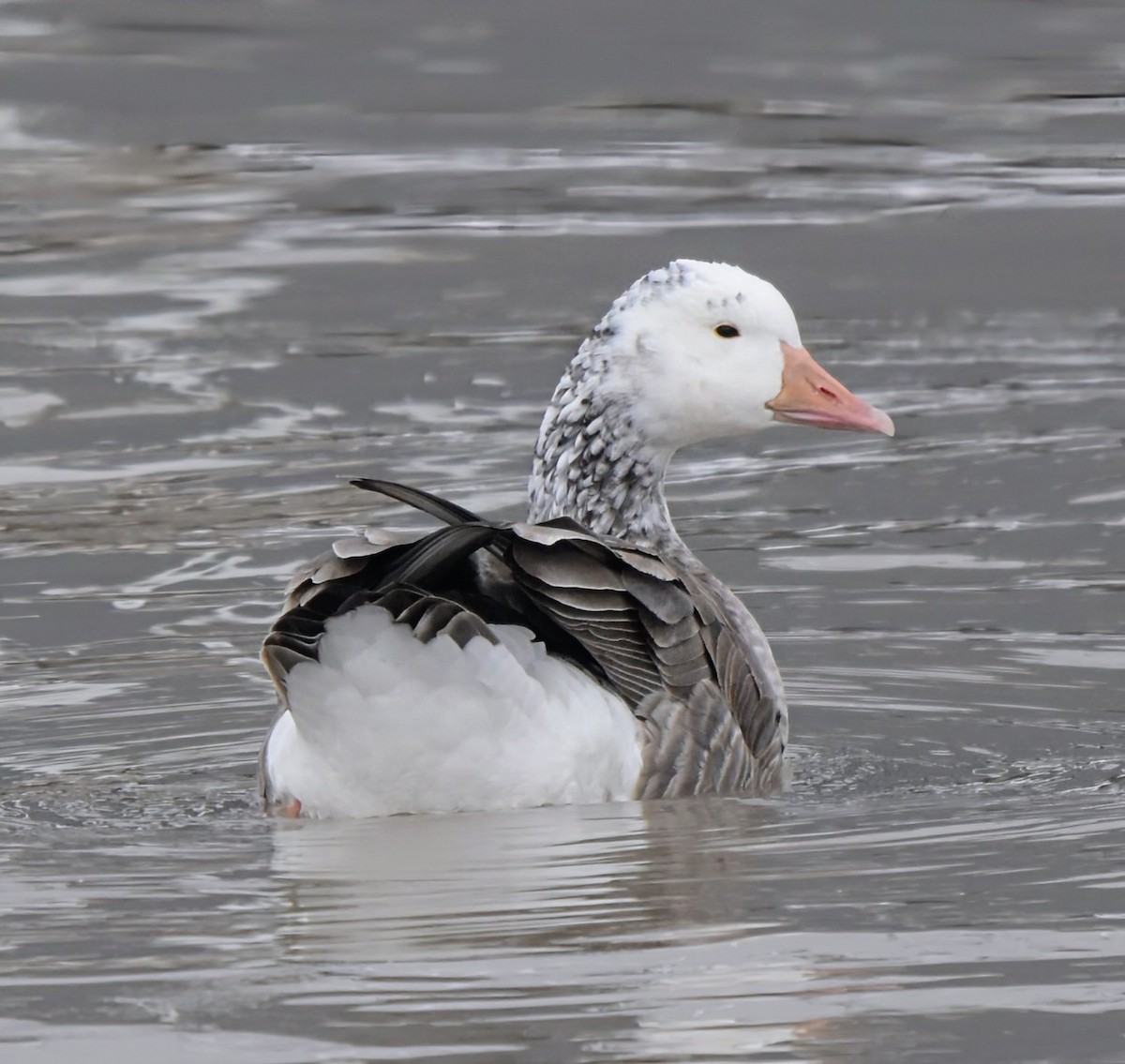 Snow Goose - ML646877749