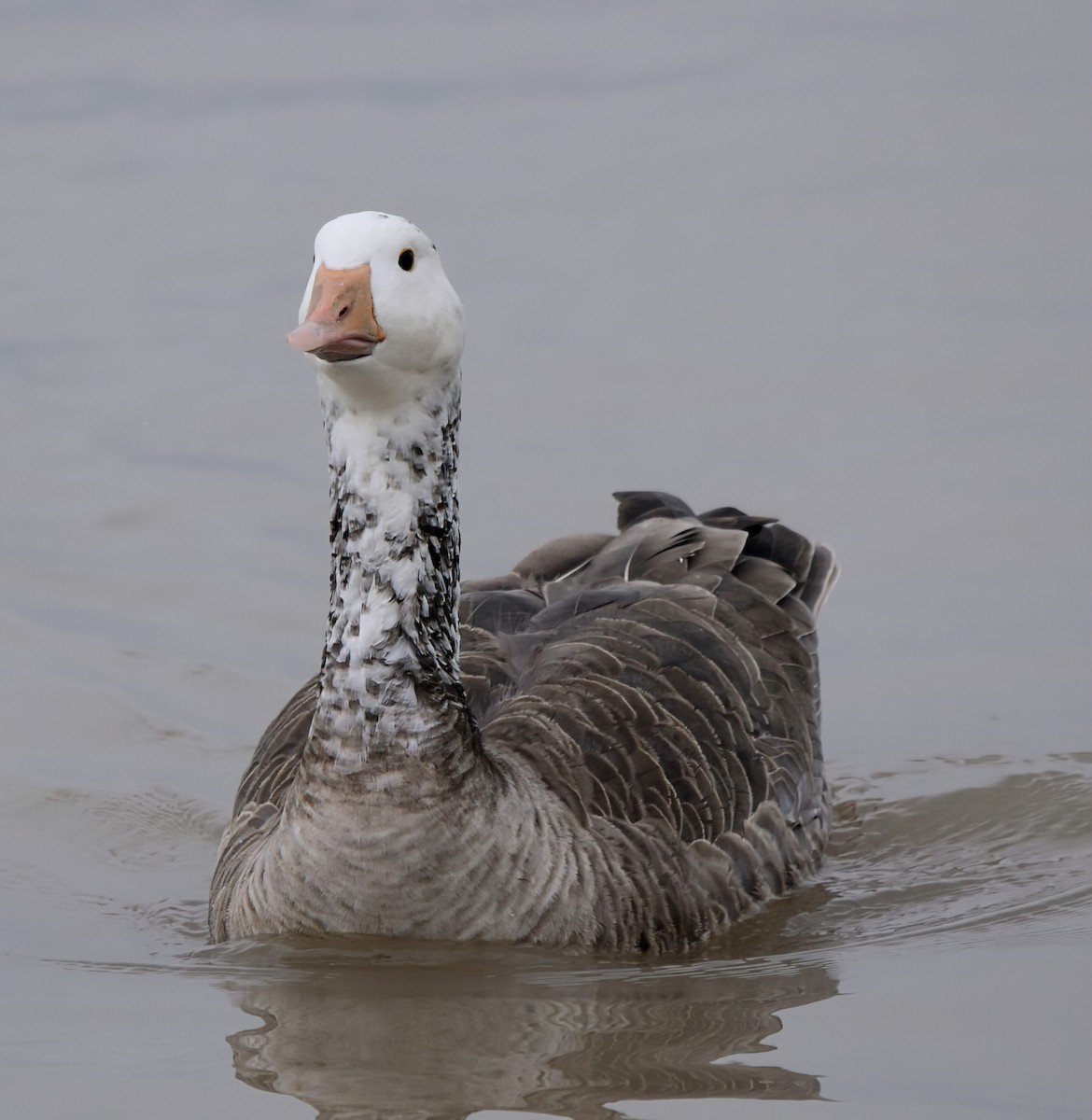 Snow Goose - ML646877750