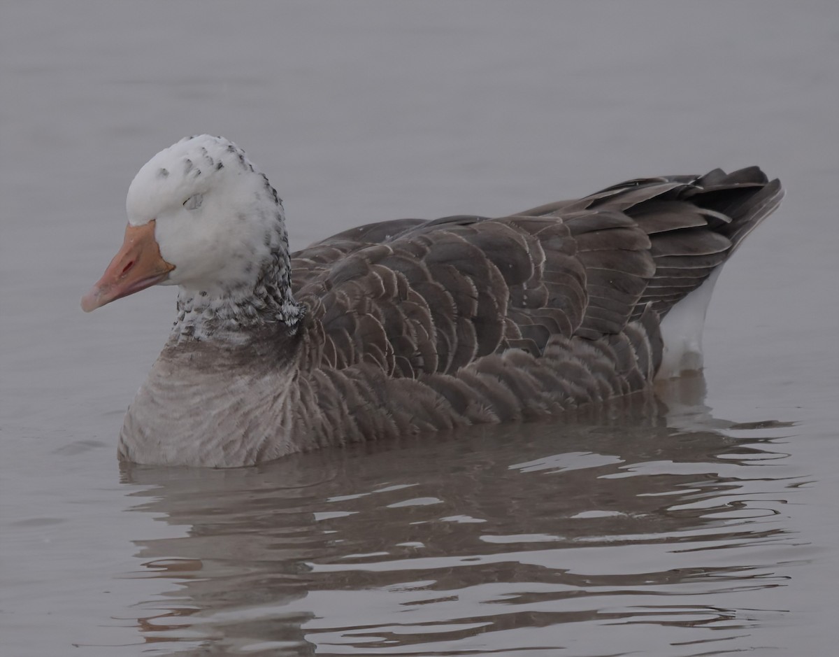 Snow Goose - ML646877751