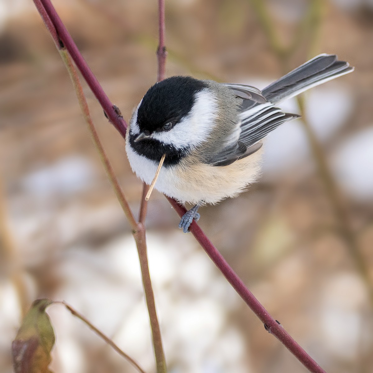 Black-capped Chickadee - ML646877753