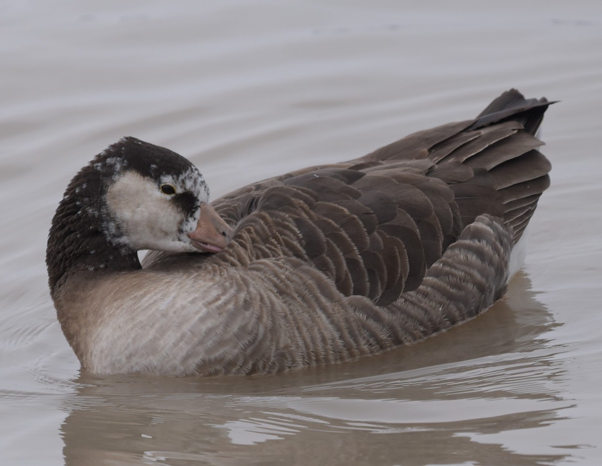 Graylag x Canada Goose (hybrid) - ML646877754