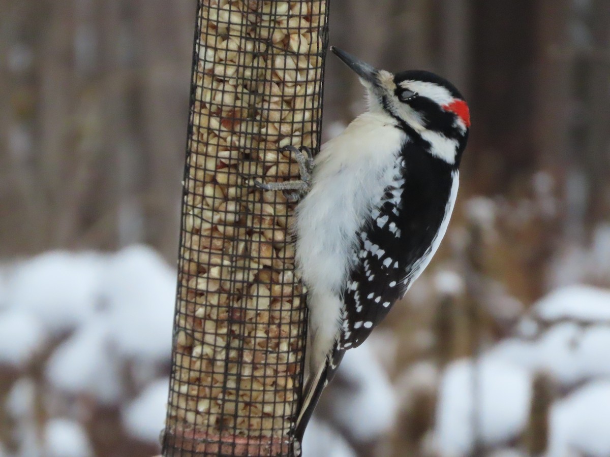Hairy Woodpecker - ML646877755