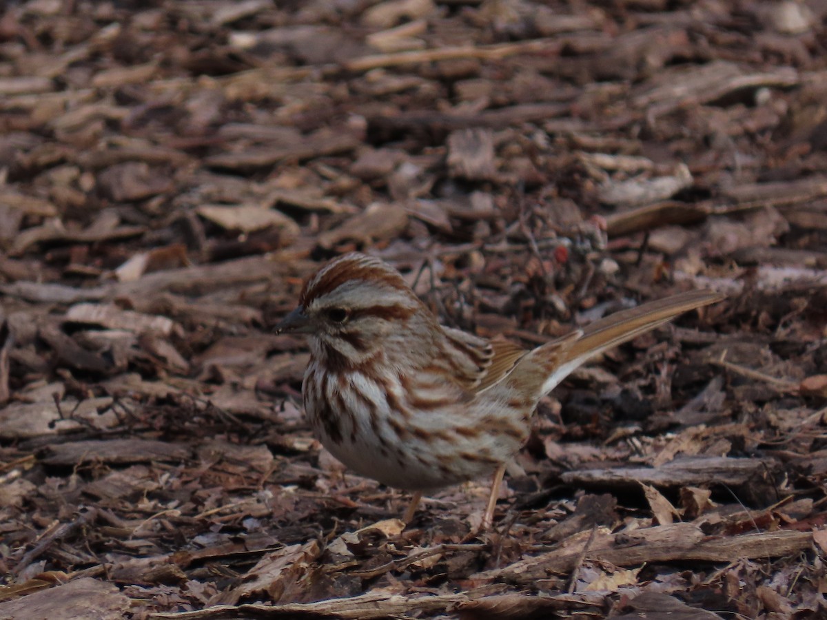 Bruant chanteur - ML646877756