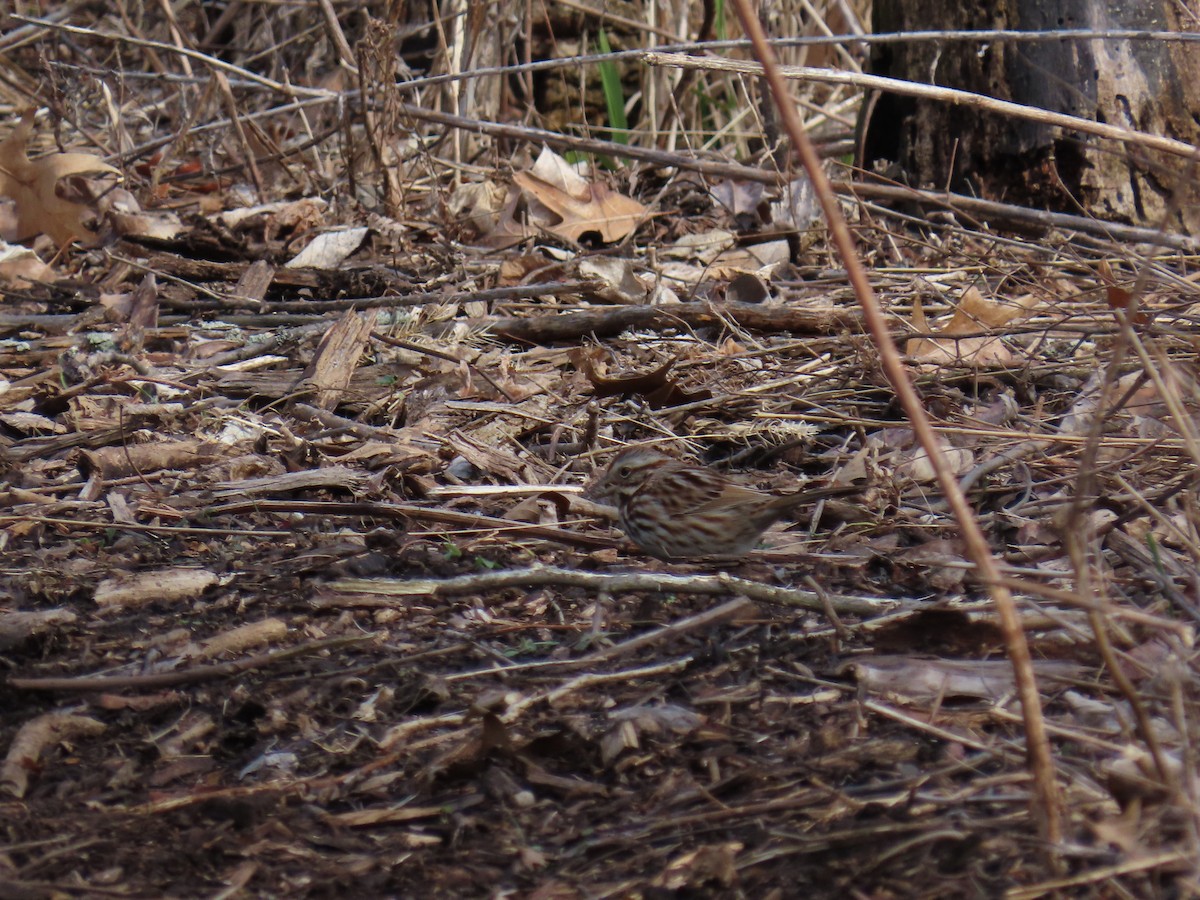 Bruant chanteur - ML646877757