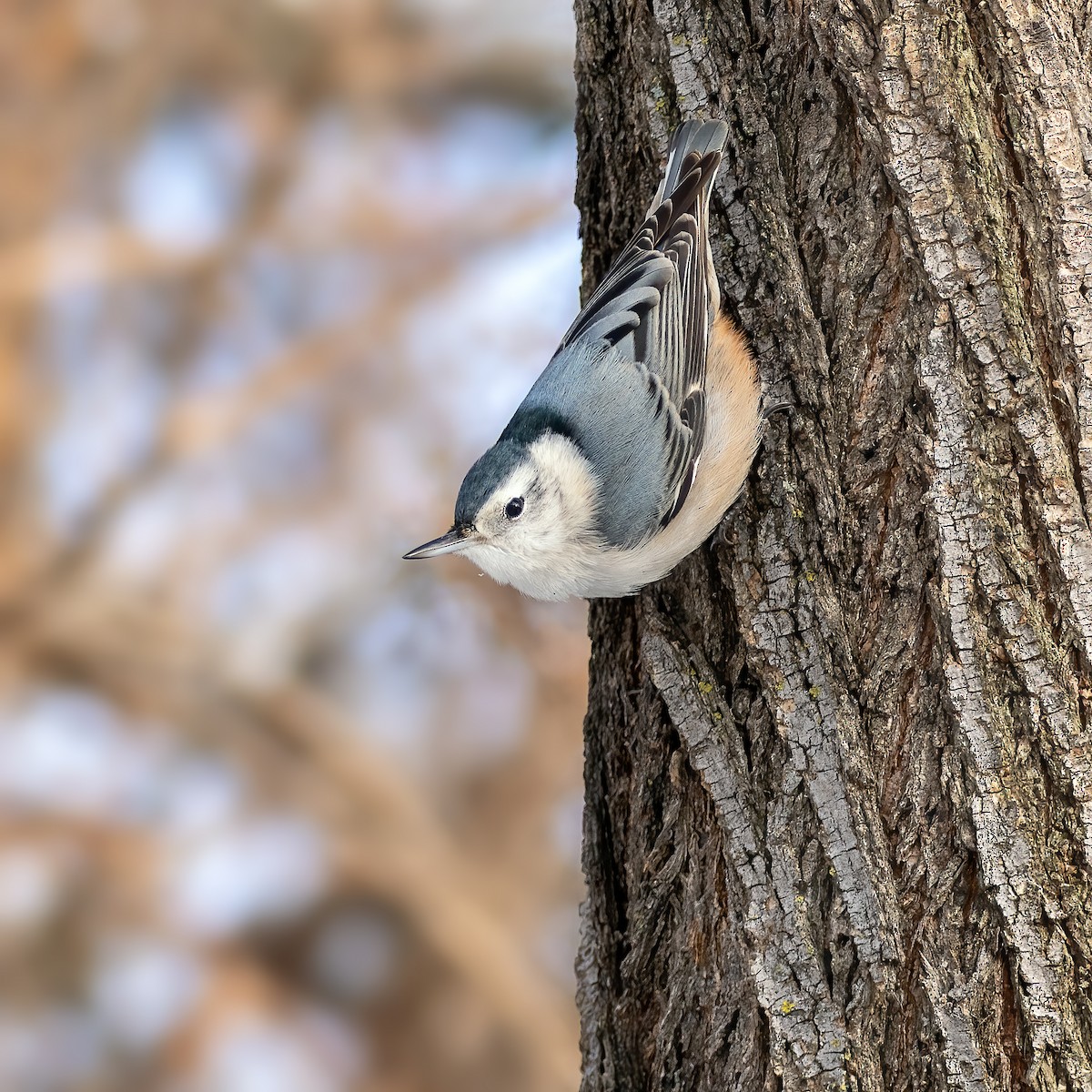 White-breasted Nuthatch - ML646877759
