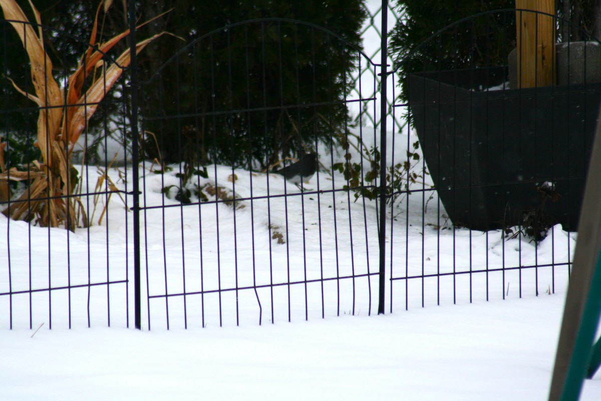 Junco ardoisé (hyemalis/carolinensis) - ML646877764