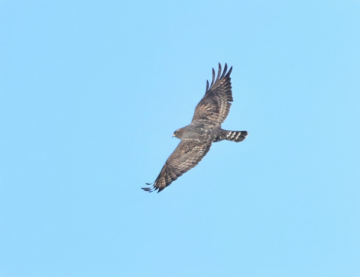 Buse pattue - ML646877765