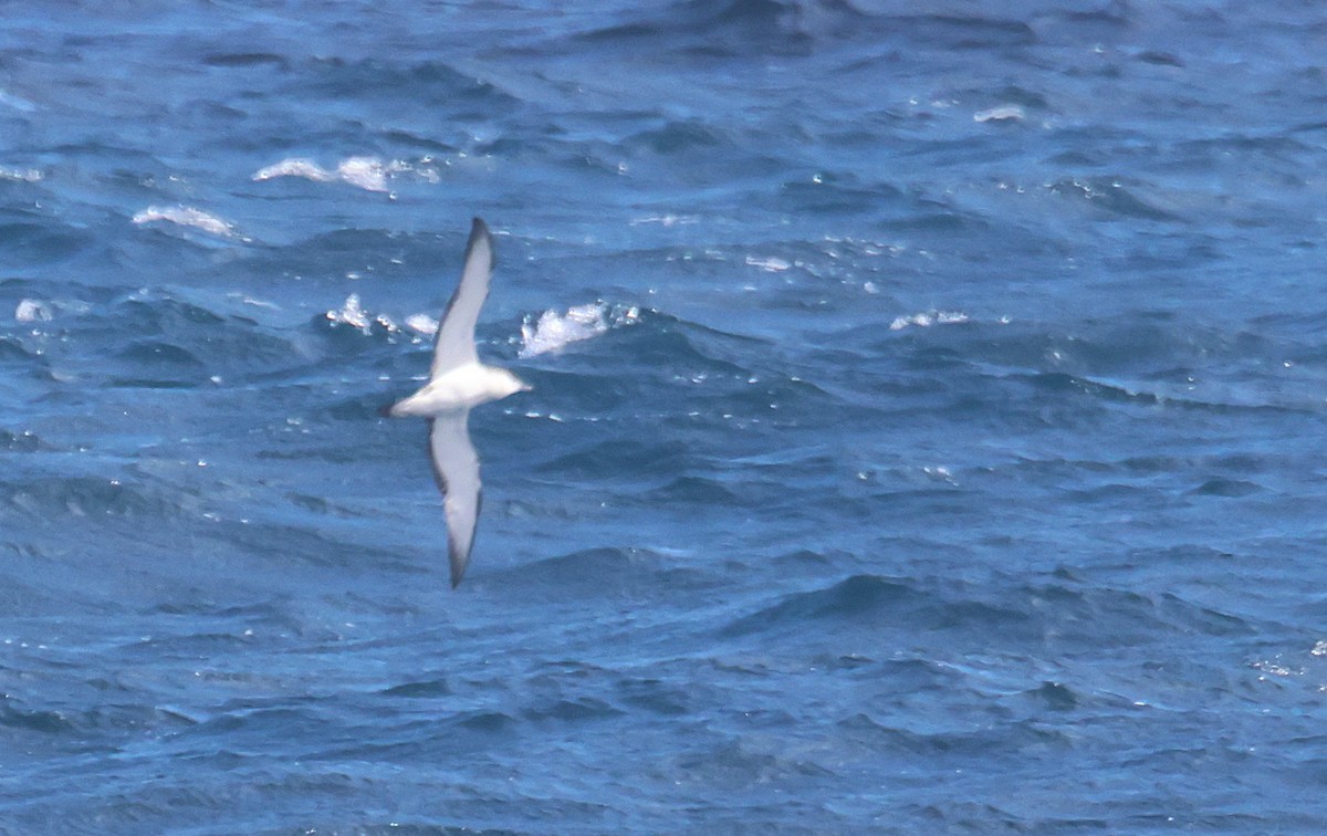 Буревісник Бюлера - ML646877766