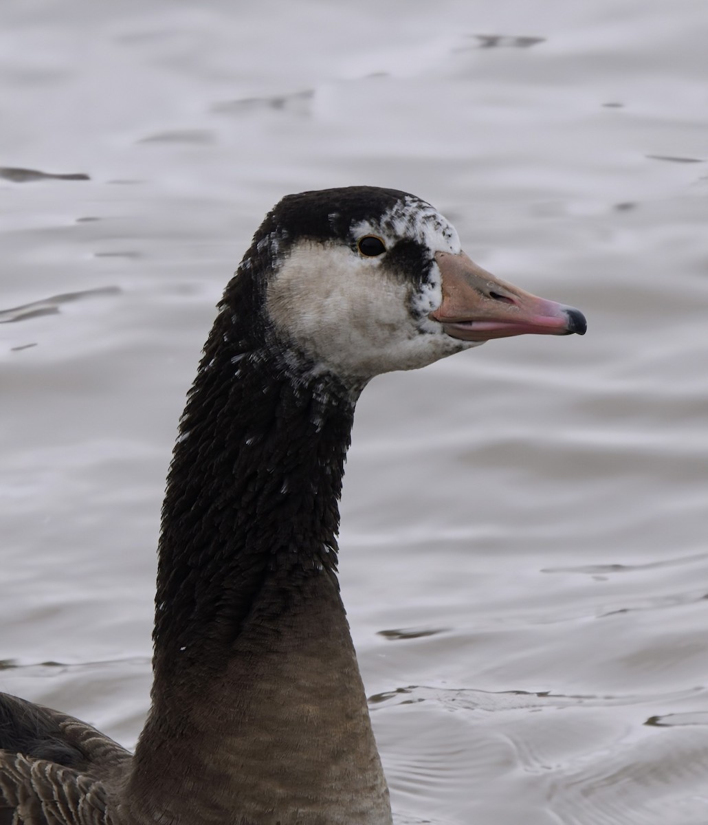 Graylag x Canada Goose (hybrid) - ML646877769