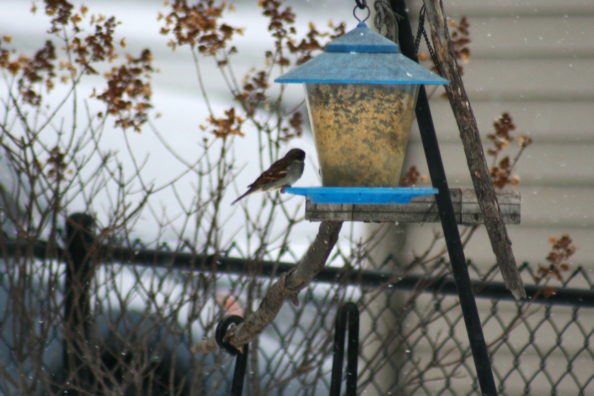 Haussperling - ML646877771