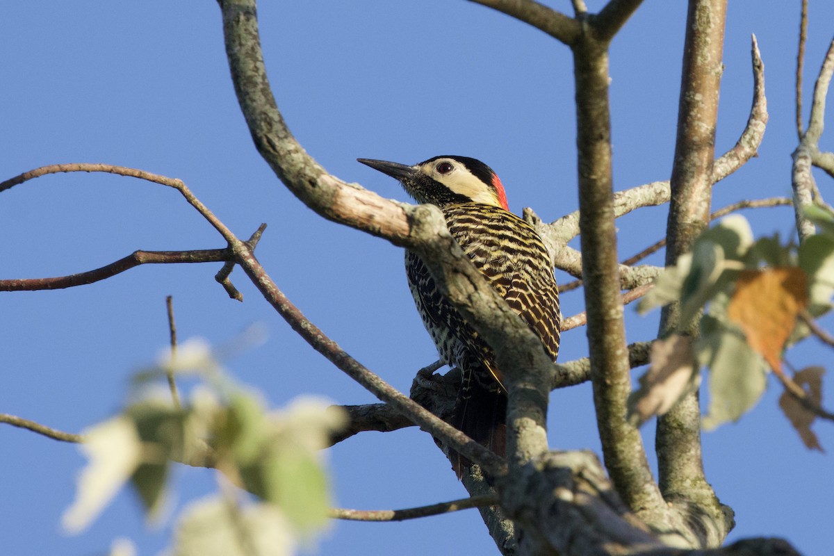 Grünbindenspecht - ML646877773