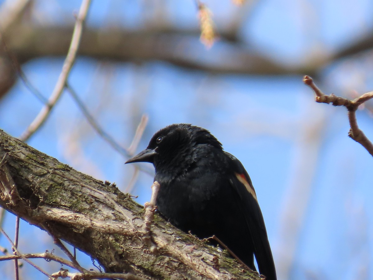 Rotflügelstärling - ML646877774