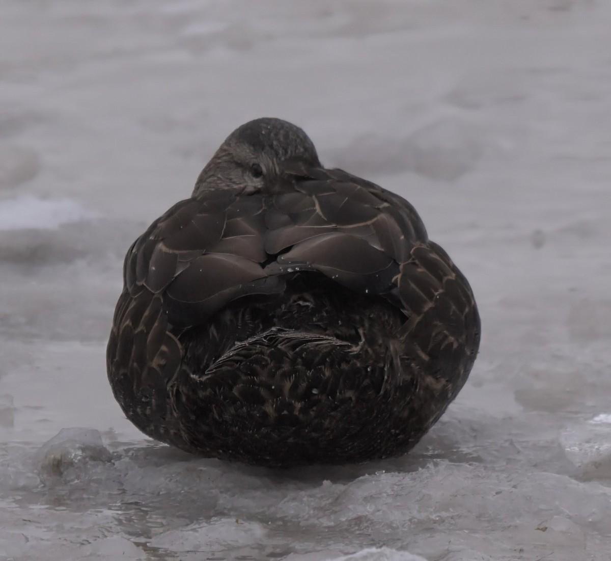 Dunkelente - ML646877775