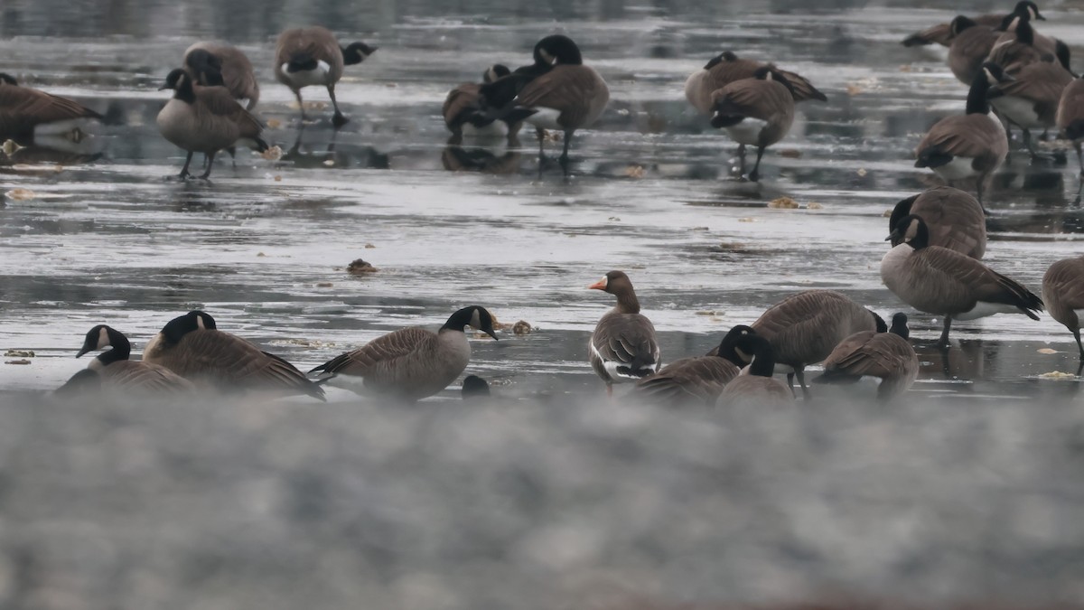 Манхин галуу - ML646877776
