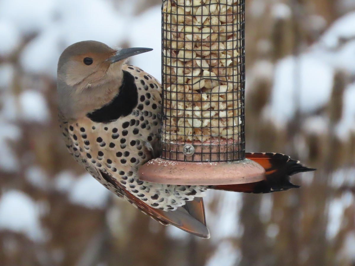 Goldspecht - ML646877777