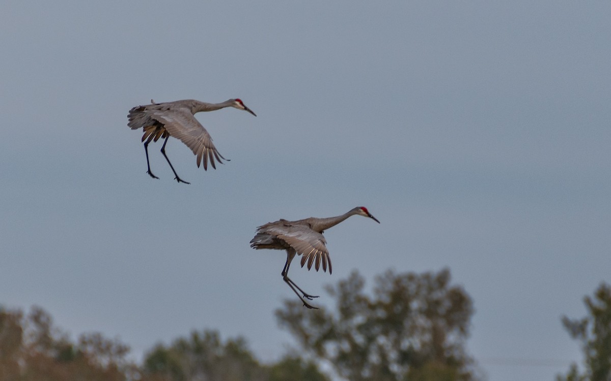 Kanadakranich - ML646877779